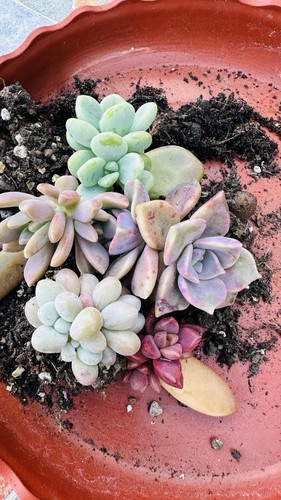 Five little succulent - , plant