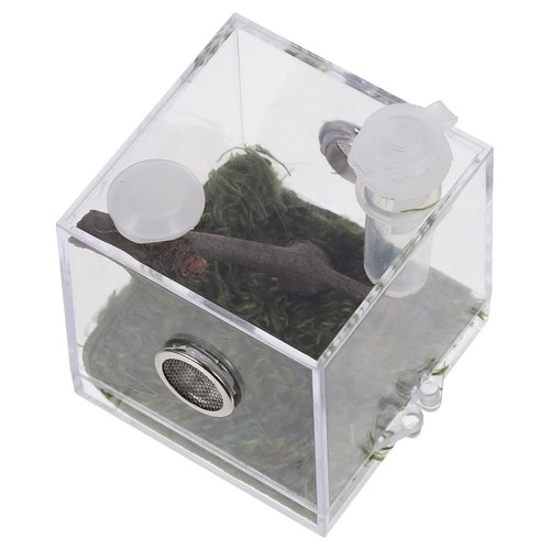 Jumping spider habitat reptile - spider,