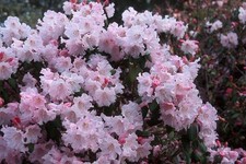 Rhododendron 'Temple Belle'  4L