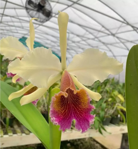 Cattleya triumphans orchid - cattleya,