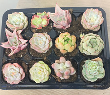 12 pcs Baby Succulents with