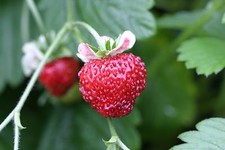 Fruit - Alpine Strawberry -