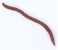 10 Lifelike Earthworm Lures 6cm Worm Soft Bait Perch Trout Drop shot Fishing LRF