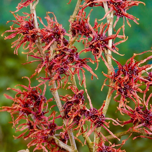 Hamamelis feuerzauber witch - feuerzauber,