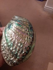 Abalone Double Side Shell