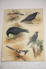 CARRION CROW, MAGPIE, JACKDAW  etc. Educational Poster, c.1950s BIRDS