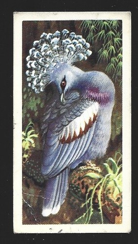 Brooke bond tea card - bond,