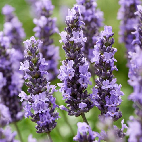 Pair lavender intermedia - of,