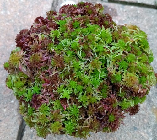 Live sphagnum moss - sphagnum, roseberry
