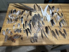 Mixed Wild Bird Feathers Over