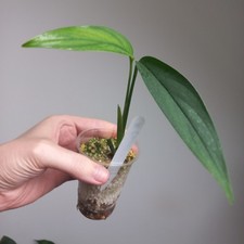 NEW! VERY RARE! Monstera