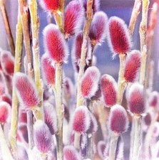 Salix gracilistyla Mount Aso -