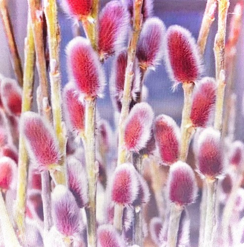 Salix gracilistyla mount aso - salix,