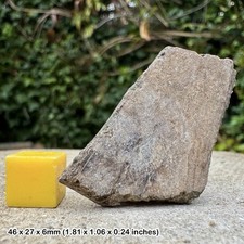 Trionyx Fossil Turtle Shell – Eocene Barton Beds Hampshire UK, Genuine