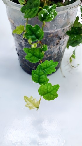 Ficus oak leaf creeping fig - ficus,
