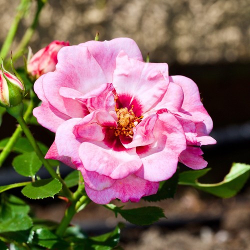 Bush rose angel eyes - eyes,