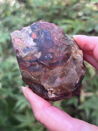 Rare petrified wood indonesian - rare,
