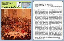 Cockfighting In America -