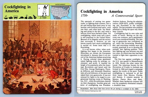 Cockfighting america - cockfighting, in