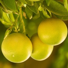 Citrus Fruit Tree, Grapefruit