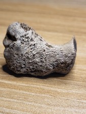 Thescelosaurus Dinosaur Bone