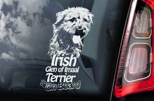 Irish glen imaal - irish, terrier