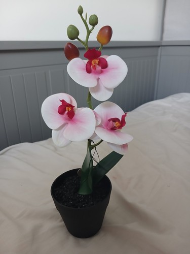 Mini orchid decoration only - decoration,
