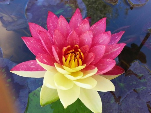 Wanvisa water lilys - ,
