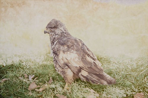 Buzzard postcard bird prey - buzzard,