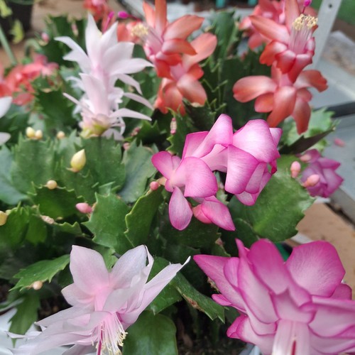 Christmas cactus rooted - 2x,