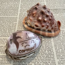 Vintage Cowrie Shell Carved