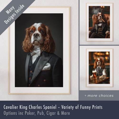Cavalier king charles - cavalier,