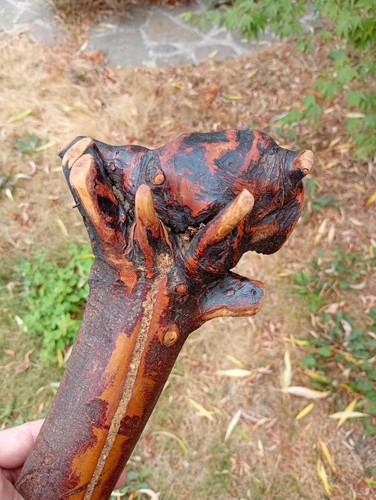 Blackthorn rootball shillelagh - rootball,