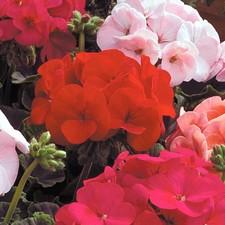 9x MIxed coloured flowers dark