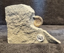 Calcite Jurassic Ammonite