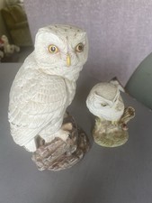 Gorgeous Snowy Owl And Baby