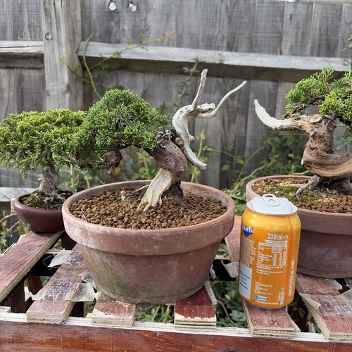 Itoigawa juniper bonsai tree - juniper,