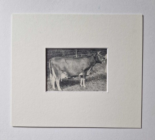 Farmer stockbreeder guernsey - farmer,