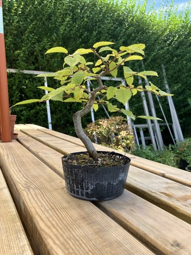 European hornbeam shohin - european,