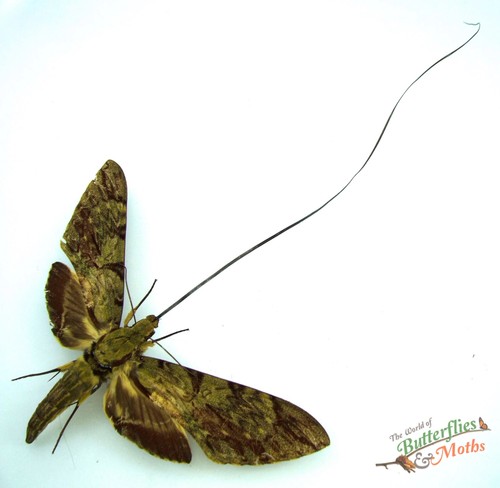 Monster moth amphimoea walkeri - monster,