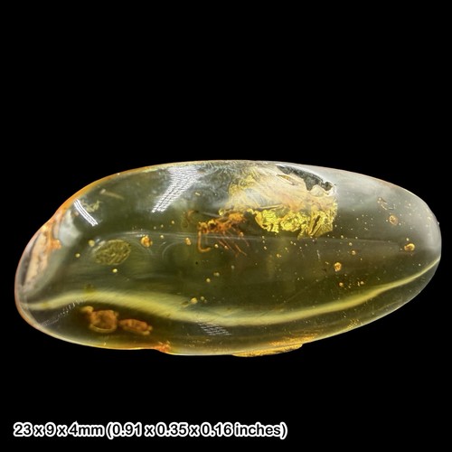 Baltic amber fossil wasp - amber,