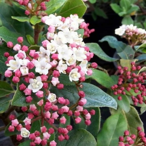 Viburnum tinus eve - tinus, |