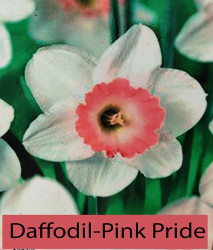 50 narcissus pink - 50,