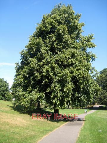 Photo common lime tree - tree, (tilia