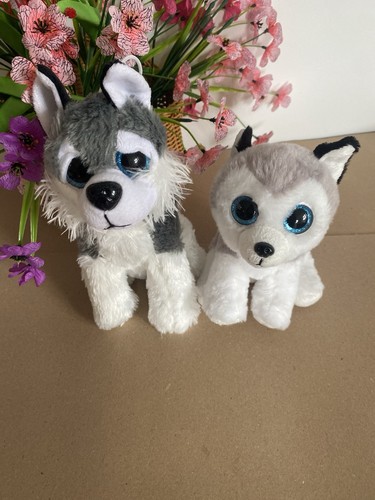Pair blue eye husky - pair, puppy