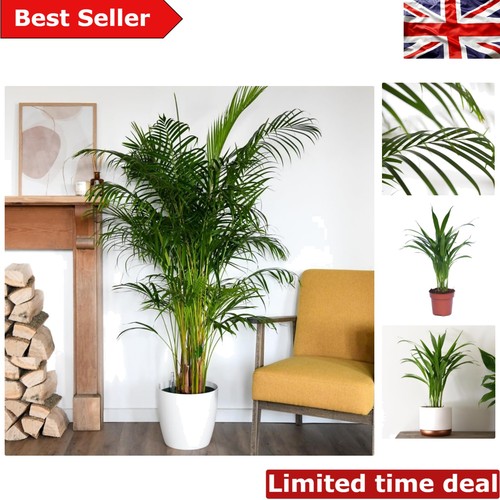 Elegant areca palm - elegant,
