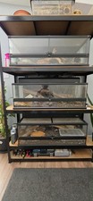 Exo Terra Large Low Terrariums