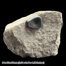 Ichthyosaur vertebra fossil - vertebra, in