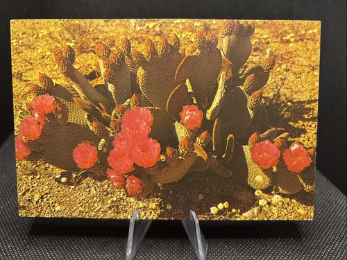 Postcard beaver tail cactus - postcard:,
