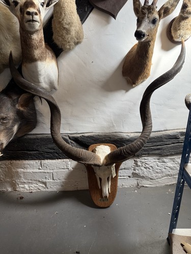 Kudu horns shield african - on,